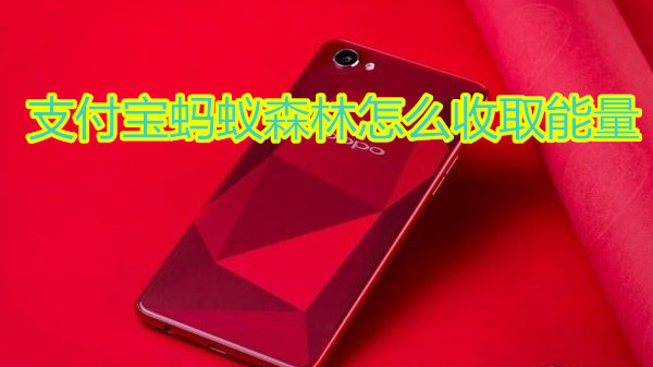 支付宝蚂蚁森林怎么收取能量
