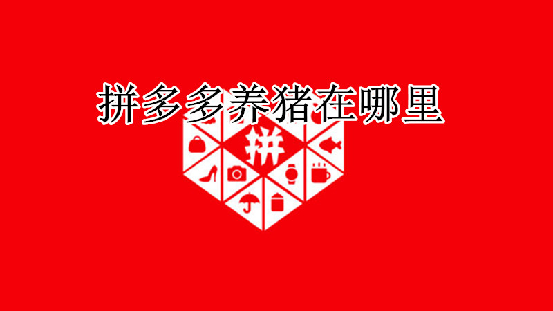 拼多多养猪在哪里